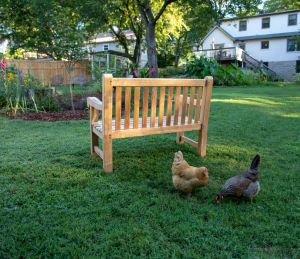 Teak Hyde Park 4ft Bench - Customer Photo with Chickens