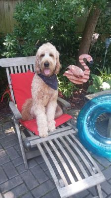 Teak Steamer Chairs with Pets - Goldenteak Customer Photo