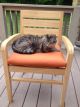 Teak Stacking Chair Ventura with family cat - customer photo