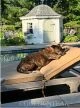 Teak Double Chaise Lounge with Sleeping Dog - GOLDENTEAK Customer Photo