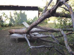 Teak Sun Lounger withstands a fallen tree - customer photo